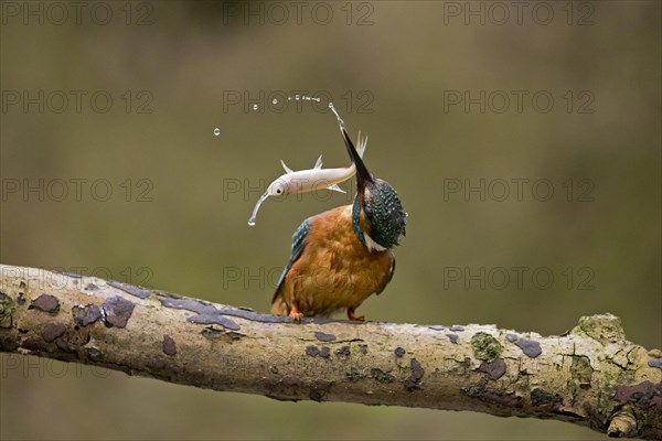 Common Kingfisher