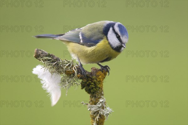 Blue Tit