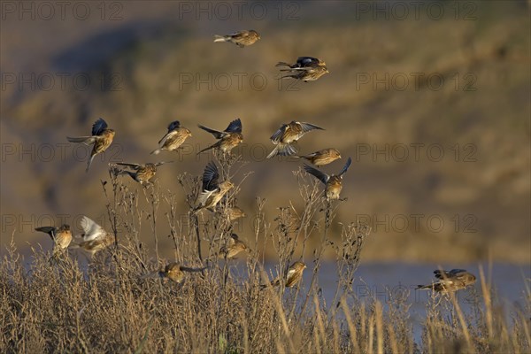 Twite