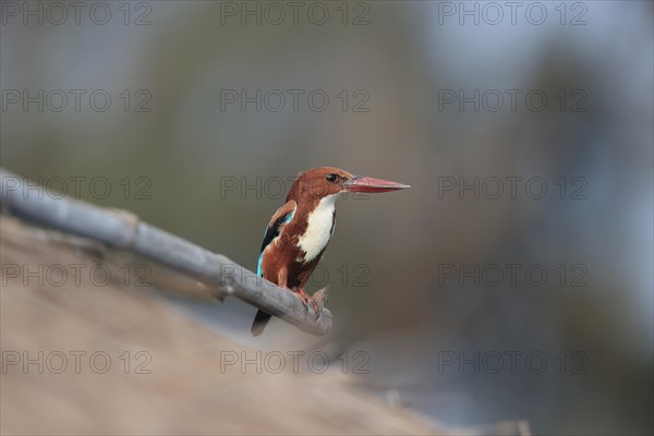 White-throated Kingfisher