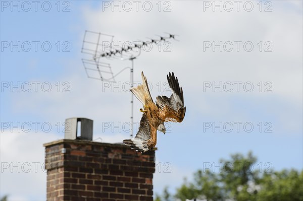 Red Kite