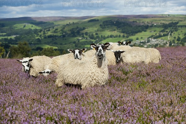 Domestic Sheep