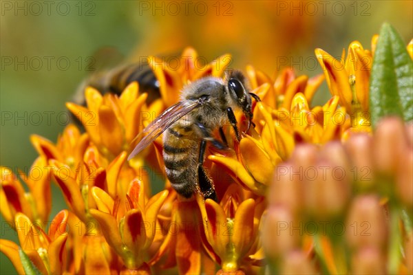 Western Honey Bee