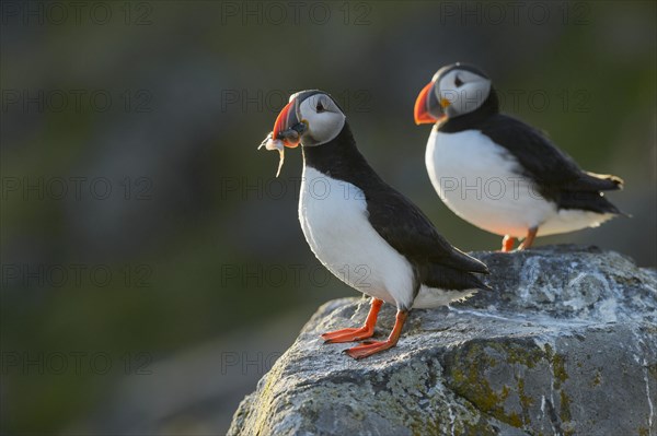 Puffin