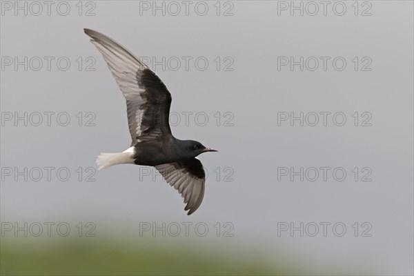 White-Winged Black Tern