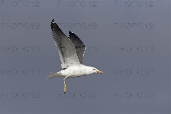 Lesser Black-Backed Gull