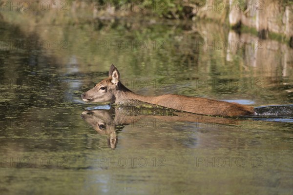 Red Deer