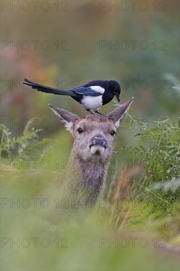 Red Deer