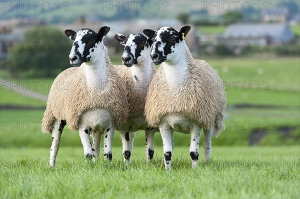 North of England mule gimmer lambs ready for autumn sales