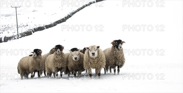Flock of swaledale sheep in snow. North Yorkshire