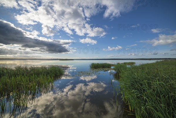 Reeds on the shore of Filso with reflection of the clouds in the morning calm