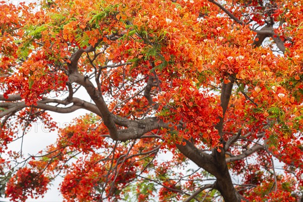 Royal poinciana