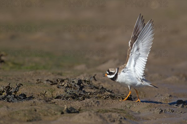 Adult Common Ringed Plover