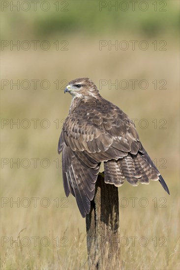 Common Buzzard