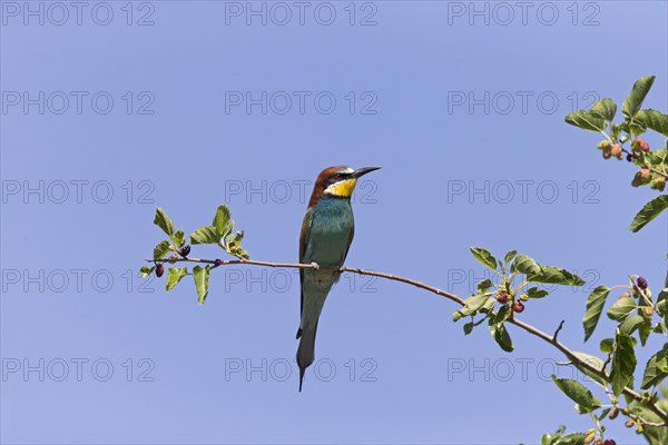 European Bee-eater