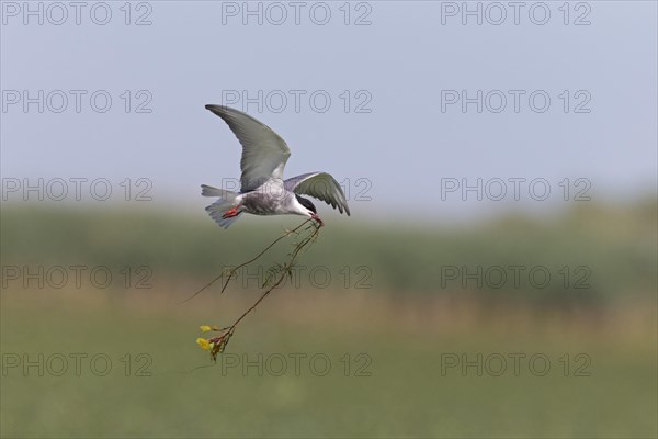 Whiskered Tern