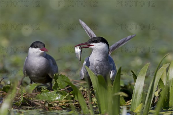 Whiskered Tern