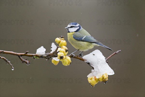 Blue Tit