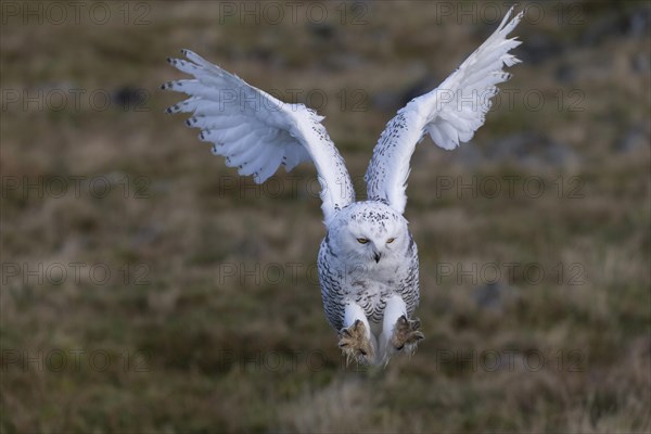 Snowy Owl