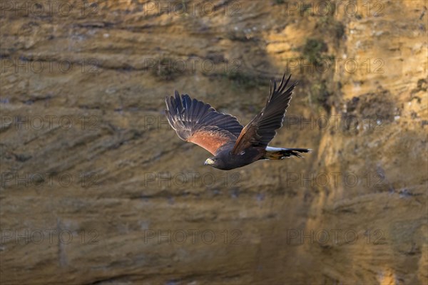 Harris' Hawk