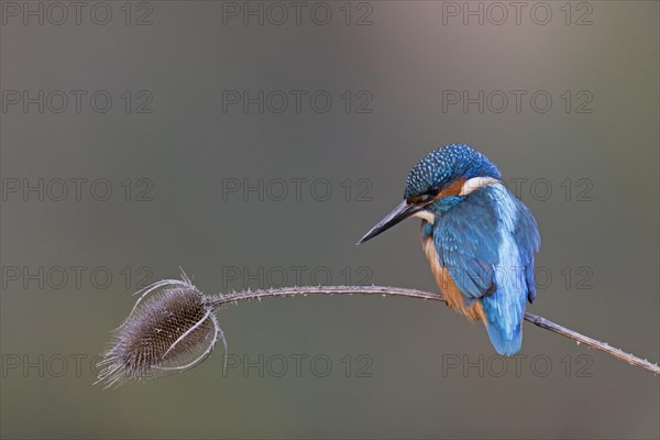 Common Kingfisher