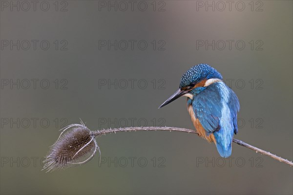 Common Kingfisher