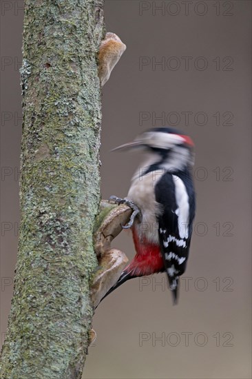 Great spotted Woodpecker