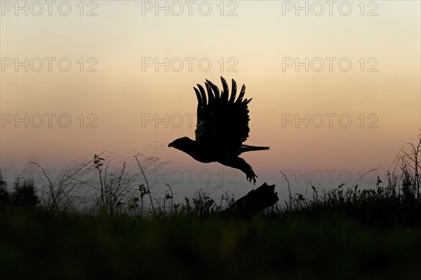 Steppe Eagle