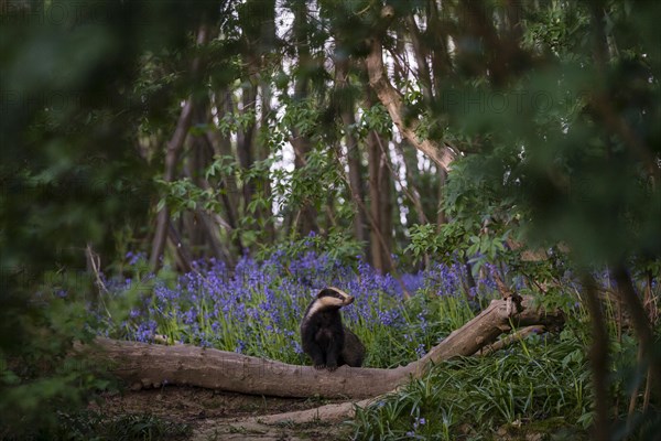 Eurasian Badger