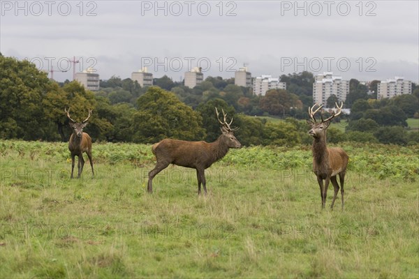 Red Deer