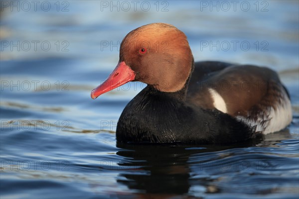 Red-crested Pochard