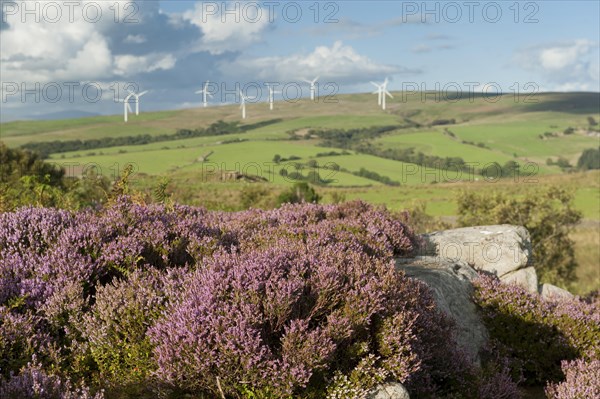 Common Heather