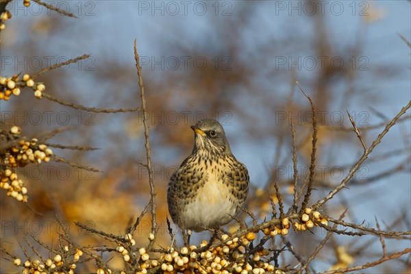 Fieldfare