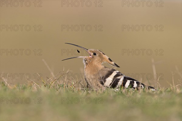 Eurasian Hoopoe