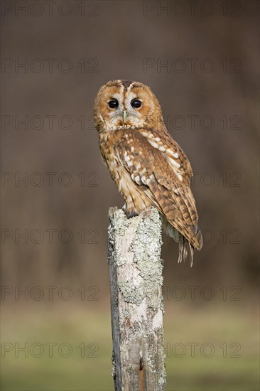 Tawny Owl