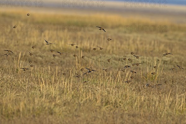 Twite