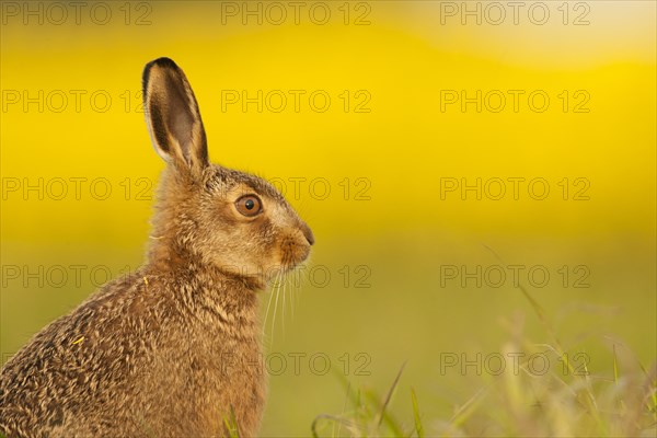 European Hare