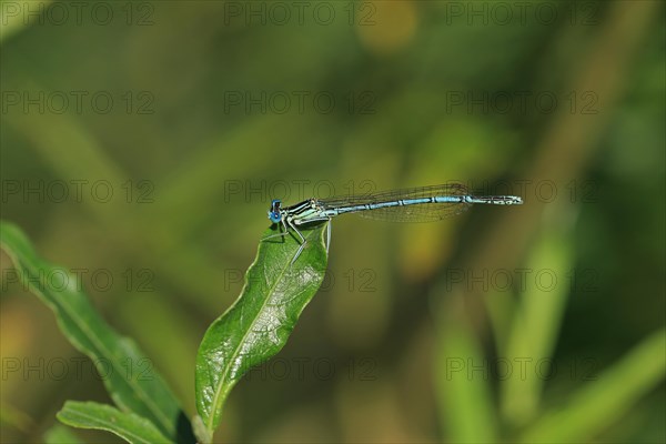 White-legged Damselfly