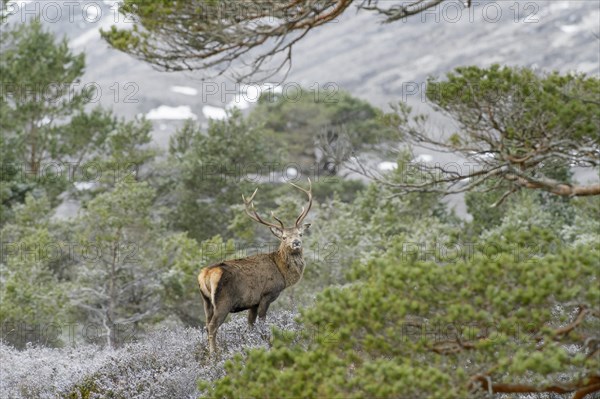 Red deer