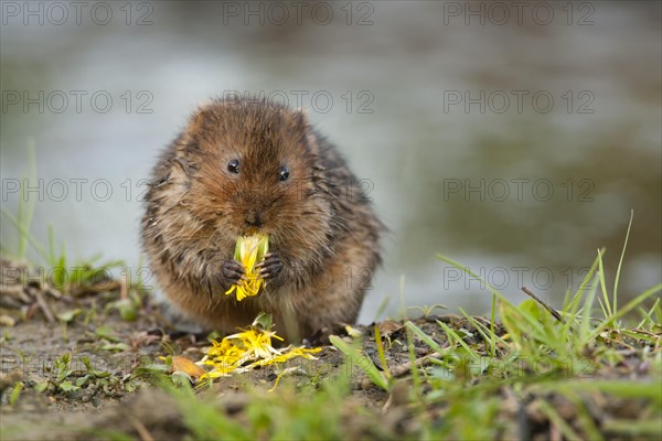 Water Vole