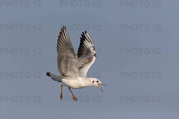 Black-Headed Gull