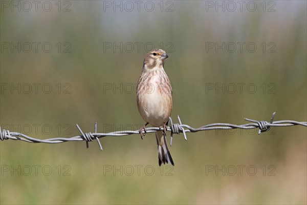 Linnet