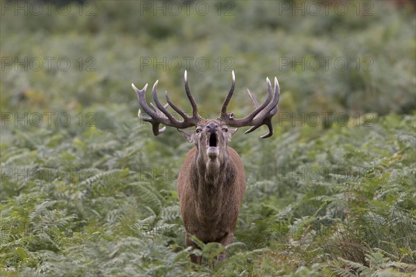 Red Deer