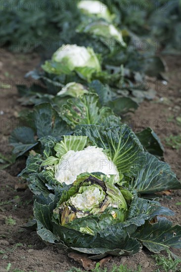 Cauliflower planted for livestock to graze on. UK