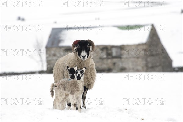 Swaledale ewes with mule lambs in snow Wensleydale