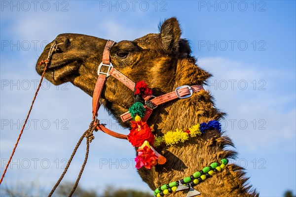 Horseback riding on dromedaries