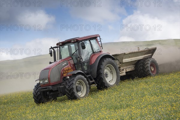 Spreading lime on an Dales dillower meadow to increase the soils fertility. Yorkshire Dales