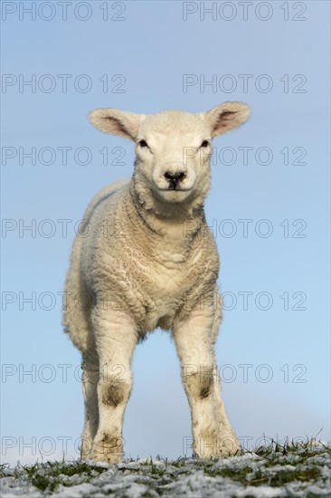 Texel lambs in snow