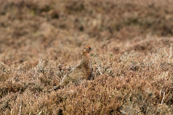 Red Grouse