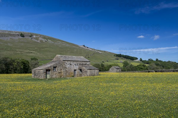 Wildflower meadows in bloom